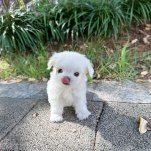 CUDDLES - MALTESE PUPPY FOR SALE FOR SALE