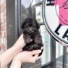 ENZO - MINI POODLE PUPPY FOR SALE