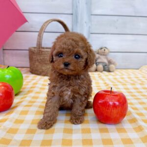 ETHAN - MINI POODLE PUPPY FOR SALE