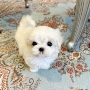 MILES - MALTESE PUPPY FOR SALE FOR SALE