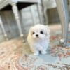 MILES - MALTESE PUPPY FOR SALE FOR SALE