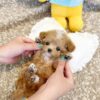 PAWS - MALTIPOO PUPPY FOR SALE