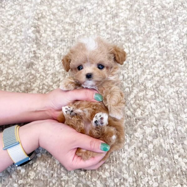 PAWS - MALTIPOO PUPPY FOR SALE