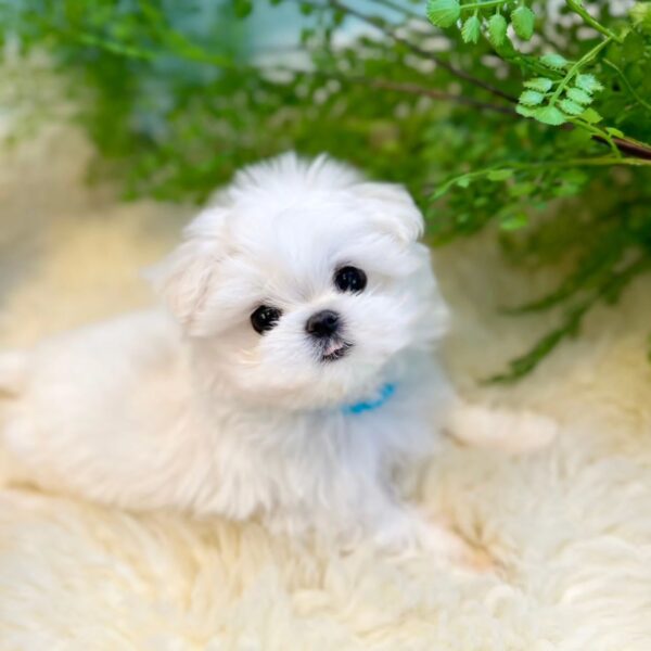 RAINY - MALTESE PUPPY FOR SALE FOR SALE 1