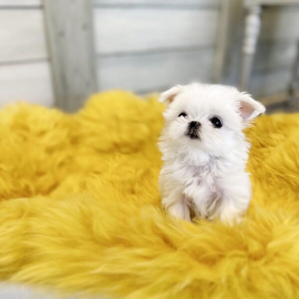 SKITTLES - MALTESE PUPPY FOR SALE FOR SALE