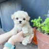 TOOTSIE - MALTIPOO PUPPY FOR SALE