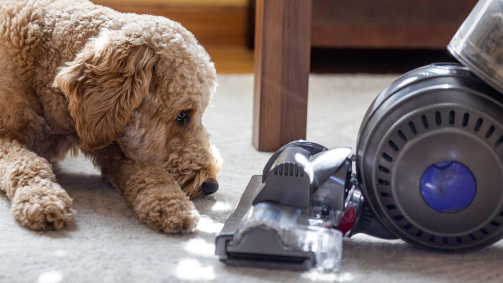 10 Easy Tips to Clean Up Dog Hair and Maintain a Hair-Free Home