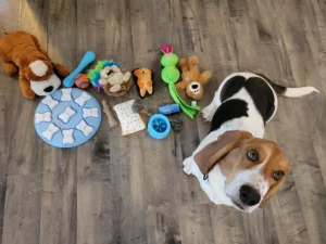 Best Dog Toys for Your Dog's Character