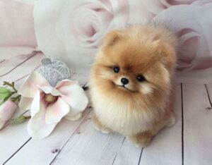 Why Buy a Pomeranian Puppy: The Perfect Blend of Fluff, Charm, and Unconditional Love!
