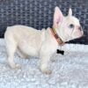 BLUEBELL - FRENCH BULLDOG PUPPY FOR SALE