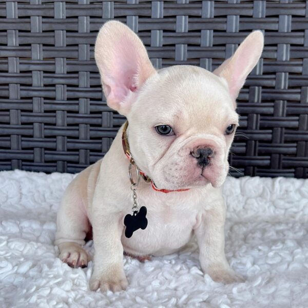 BLUEBELL - FRENCH BULLDOG PUPPY FOR SALE
