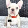 BLUEBELL - CREAM FRENCH BULLDOG PUPPY FOR SALE