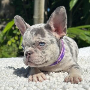 From Olympic Athletes to Champion French Bulldog Breeders - [Frenchie Journey]
