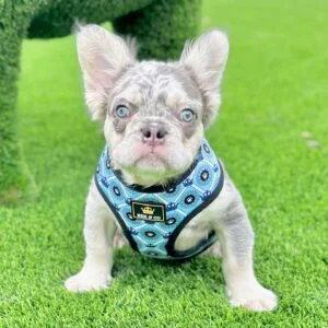 OTIS - LILAC AND TAN MERLE QUAD FLUFFY FRENCH BULLDOG PUPPY FOR SALE