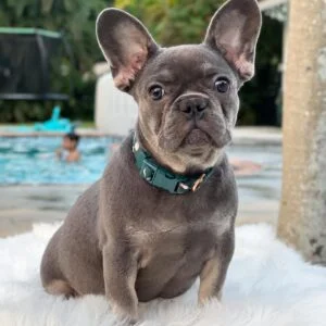 PACMAN - LILAC FRENCH BULLDOG PUPPY FOR SALE