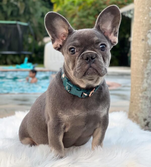 PACMAN - LILAC FRENCH BULLDOG PUPPY FOR SALE