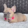 PEPPER - BLUE FAWN FRENCH BULLDOG PUPPY FOR SALE