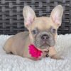 PEPPER - BLUE FAWN FRENCH BULLDOG PUPPY FOR SALE