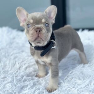 RHINO - NEW SHADE ISABELLA FRENCH BULLDOG PUPPY FOR SALE