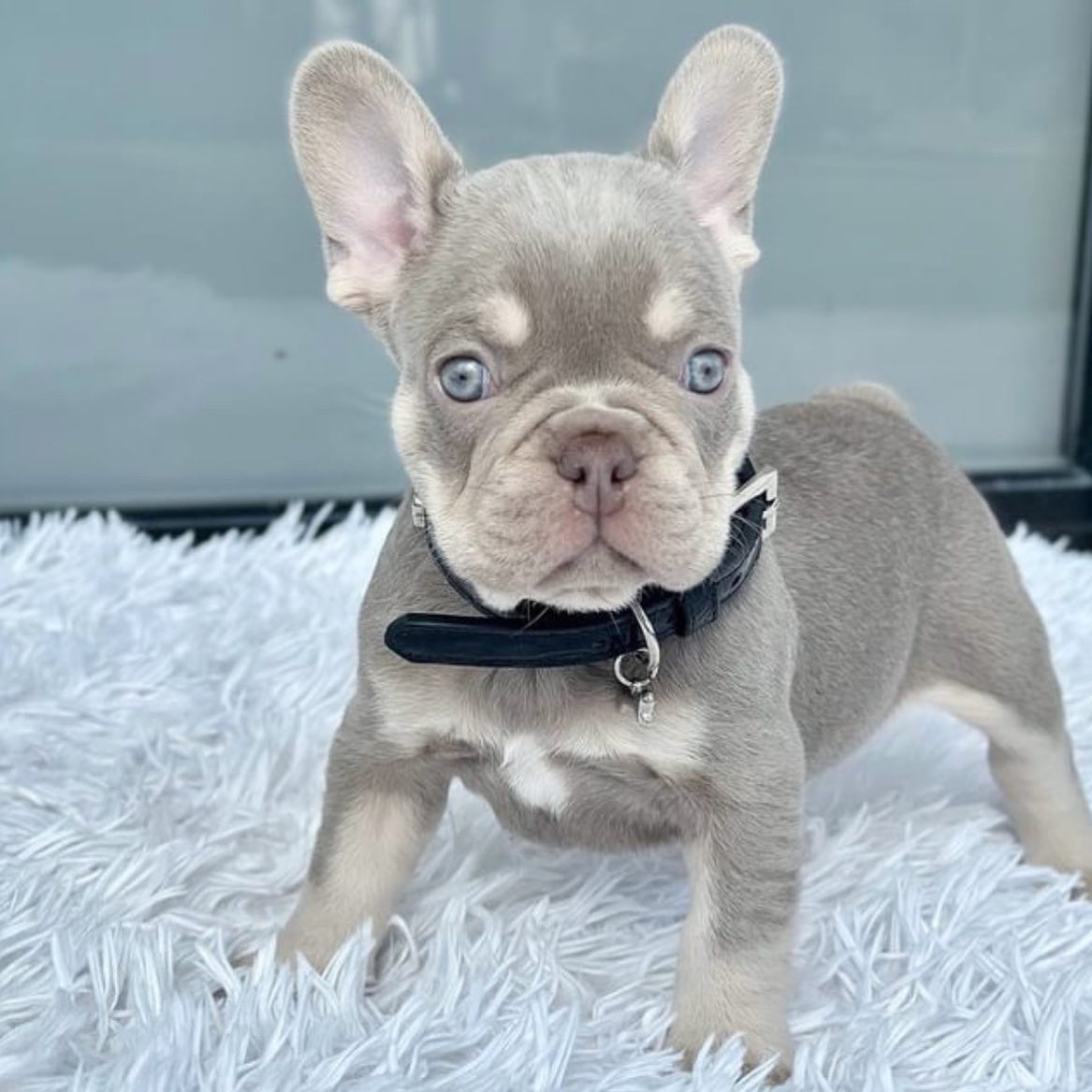 Rhino - New Shade Isabella French Bulldog Puppy - DIANA'S PET HOME