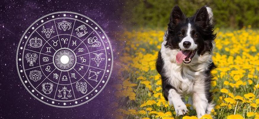 The Best Dogs for Each Zodiac Sign