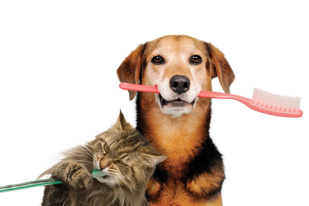 Why Dental Care is So Important for Pets