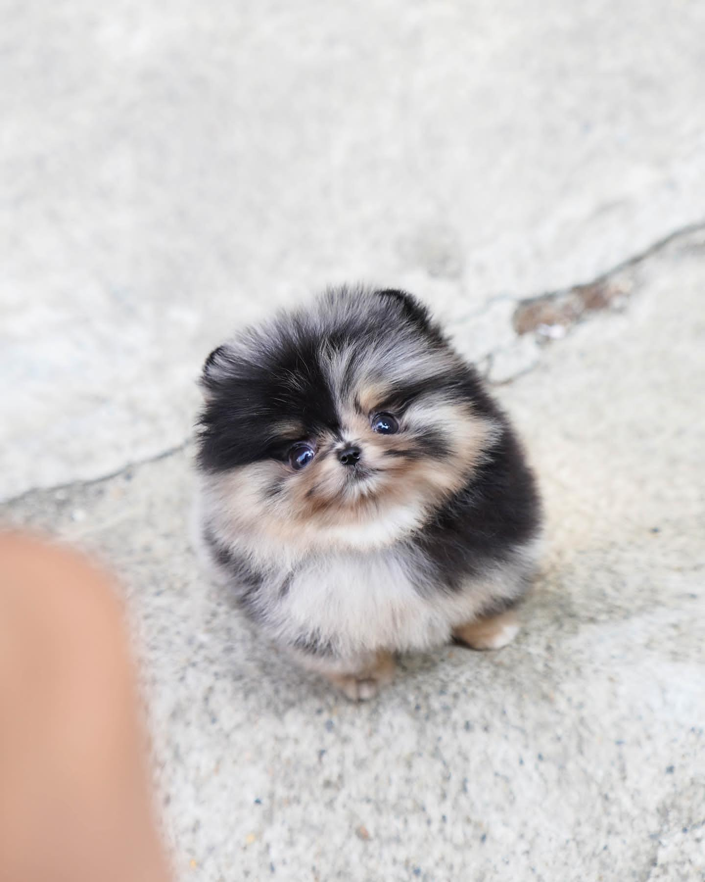 Meet Panda Merle Blue Toy Pomeranian Puppy 