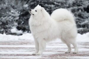 Best Dog Breeds for Cold Climates: Finding Your Furry Cold-Weather Companion