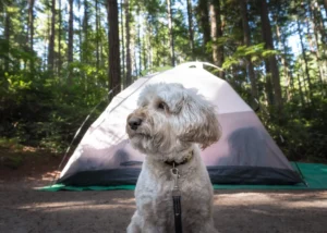 Camping Companions The Ultimate Guide to Stress-Free Adventures with Your Dog