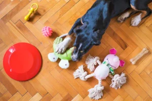 DIY Dog Toys: Crafting Fun and Affordable Playthings for Your Furry Friend