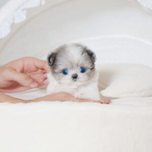 ELLEN - BLUE EYED TEACUP MALTIPOO PUPPY 2