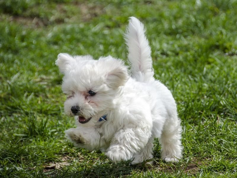 Incredible Cuteness Alert Small Breed Puppies That Will Brighten Your Day