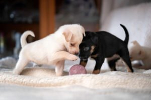 Irresistible Charm: 10 Small Breed Puppies That Will Melt Your Heart!