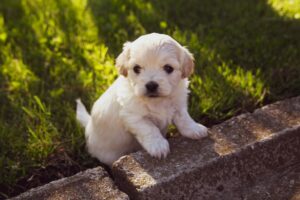 Pawsitive Parenting 10 Tips to Raise a Well-Mannered Pup