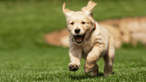 Top Tips for Fostering Positive Behavior in Your Playful Pup