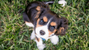 Top Tips for Training a Well-Behaved Pup 10 Ways to Foster Good Behavior in Your Puppy