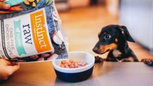 Feed Them High-Quality Puppy Food