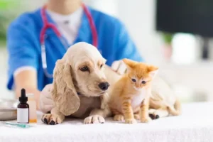 regular vet check-ups and vaccinations