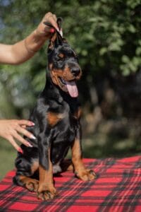 AMOS - DOBERMAN PINSCHER PUPPIES FOR SALE 3