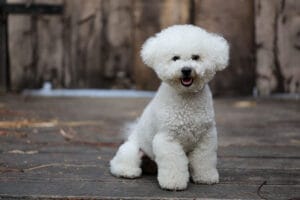 Bichon Frise Lifespan