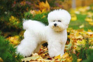 Bichon Frise breeders