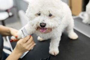 Bichon Frise grooming