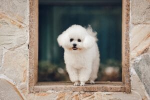 Bichon Frise training tips