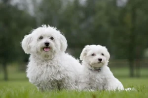 Maltese Puppy vs. Adult Dog