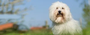 Best Coton de Tulear Bathing Routine for Healthy, Soft Fur