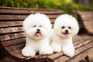 Bichon Frise Exercise Needs: Keep Your Pup Active and Healthy