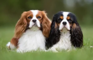 Discover the Sweet Temperament of Cavalier King Charles Spaniels