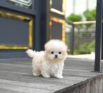 Abe – Bichon Frise Puppy For Sale 2