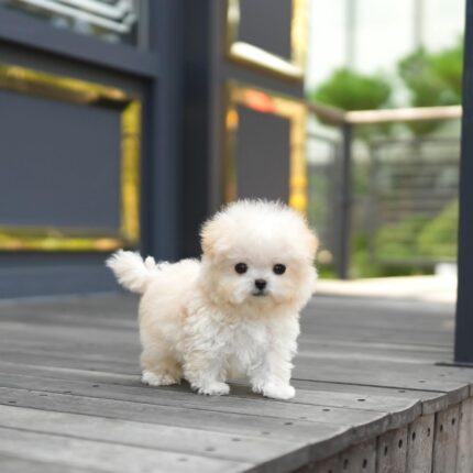 Abe – Bichon Frise Puppy For Sale 2
