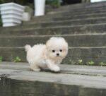 Abe – Bichon Frise Puppy For Sale